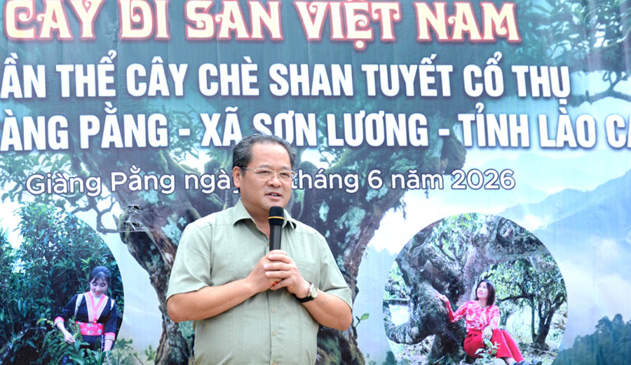 [-]Những[-]c&acirc;y[-]Ch&egrave;[-]Di[-]sản[-]cần[-]chăm[-]s&oacute;c[-]bảo[-]vệ[-]để[-]ph&aacute;t[-]triển[-]kinh[-]tế[-]bền[-]vững[-]cho[-]v&ugrave;ng[-]cao